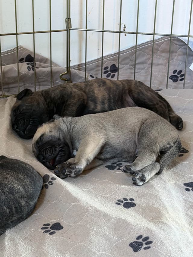 Bullmastiff Puppies media 2