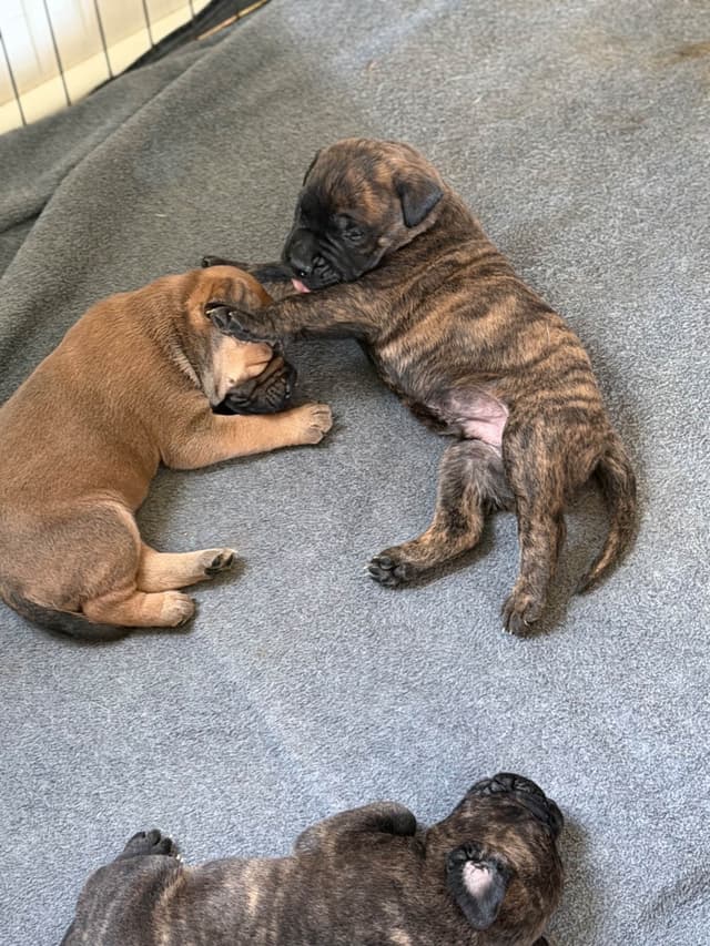 Bullmastiff Puppies media 3