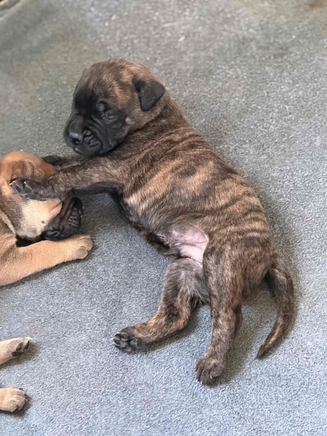 Bullmastiff Puppies media 6