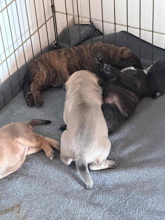 Bullmastiff Puppies media 4