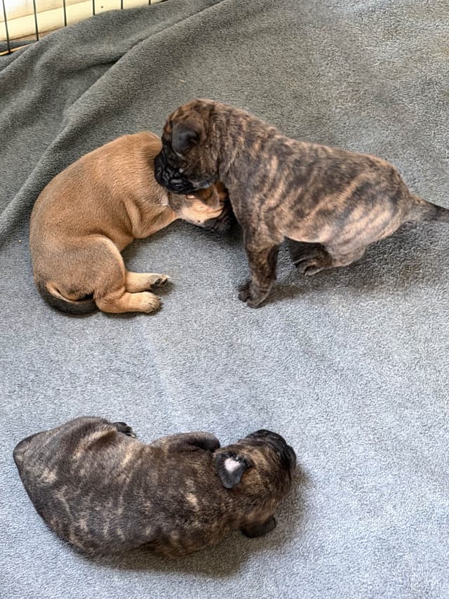 Bullmastiff Puppies media 5