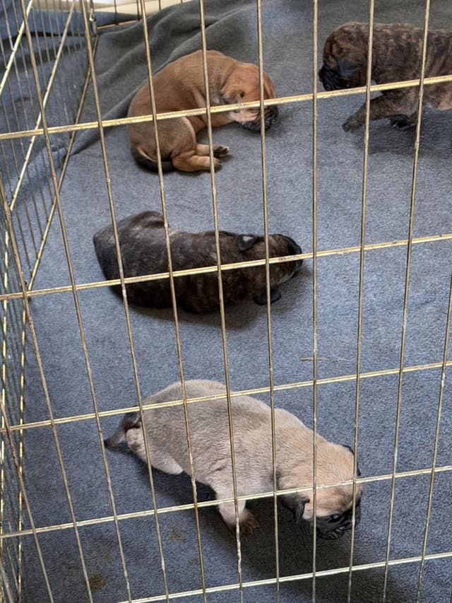 Bullmastiff Puppies media 7