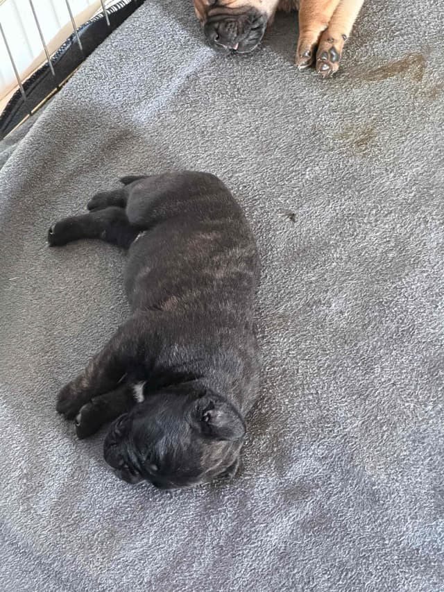Bullmastiff Puppies media 8