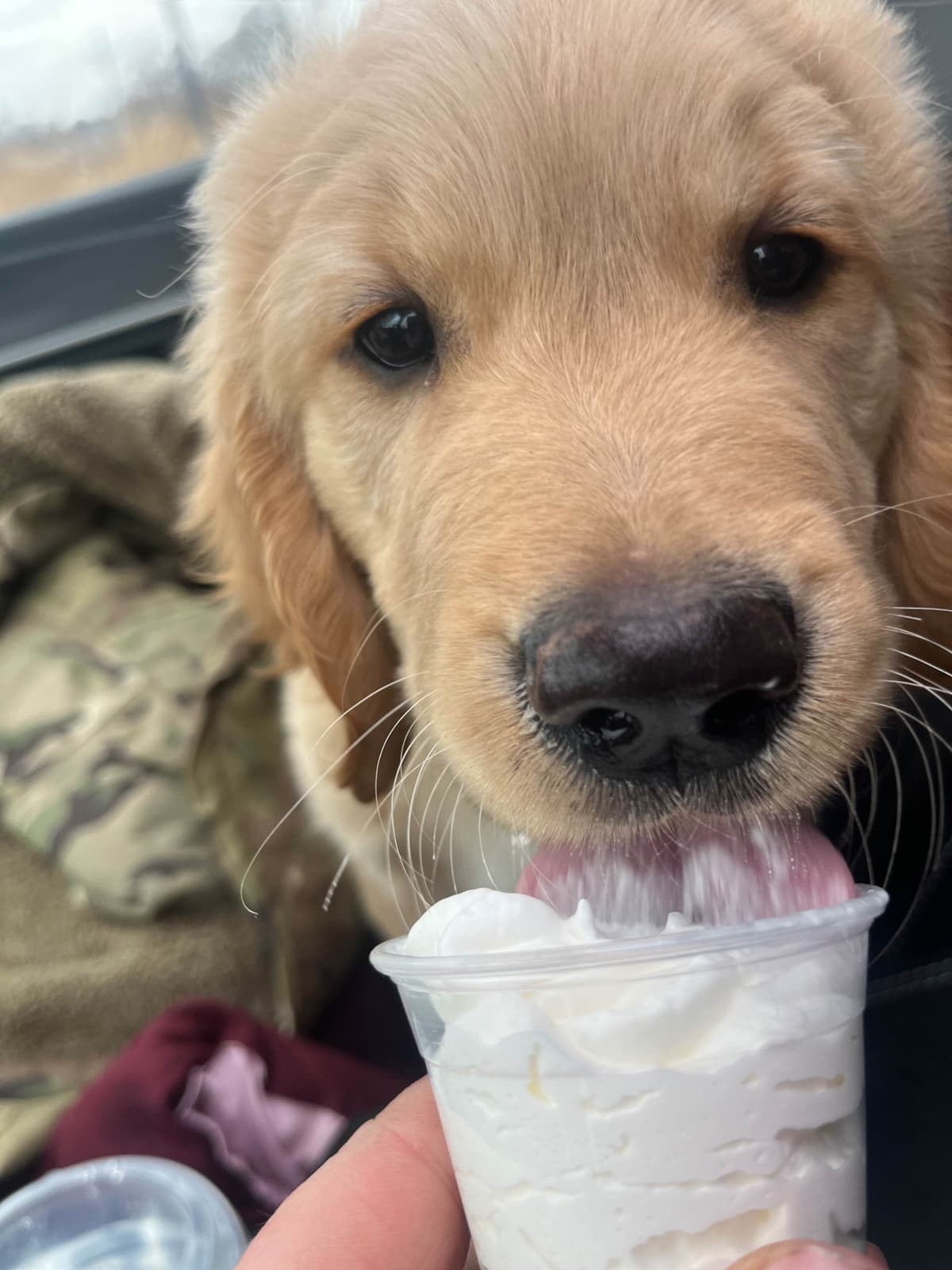 Golden Retriever Puppies breeder image 4