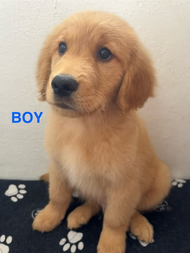 Golden Retriever Puppies media 2