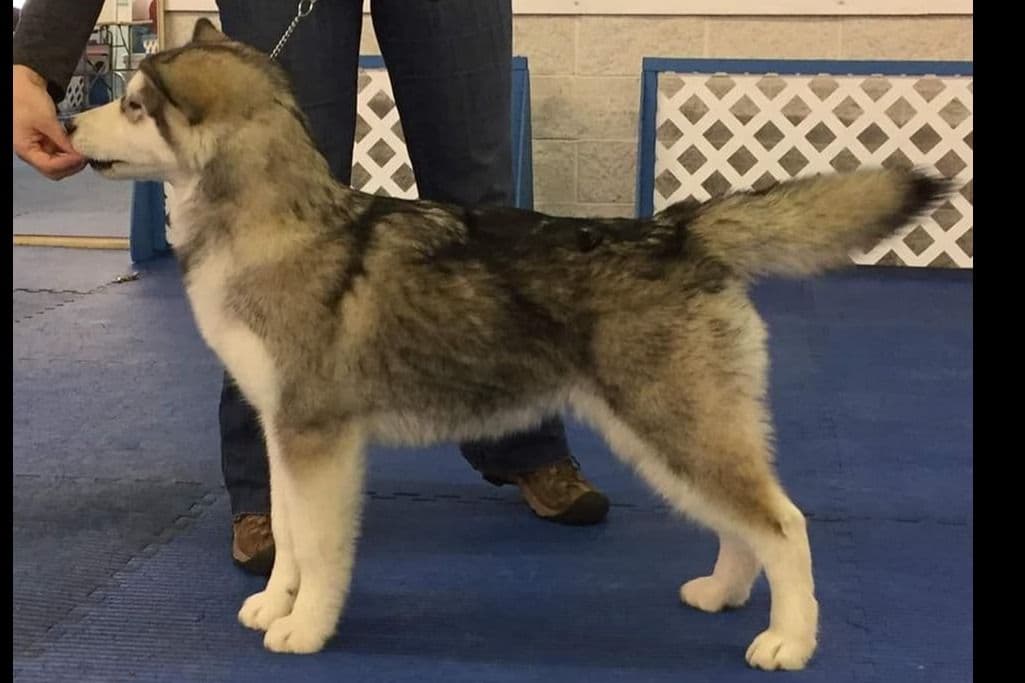 Alaskan Malamute Puppies- one male available breeder image 1