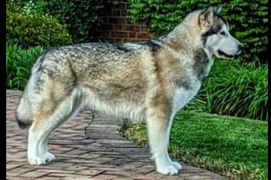 Alaskan Malamute Puppies- one male available breeder image 3