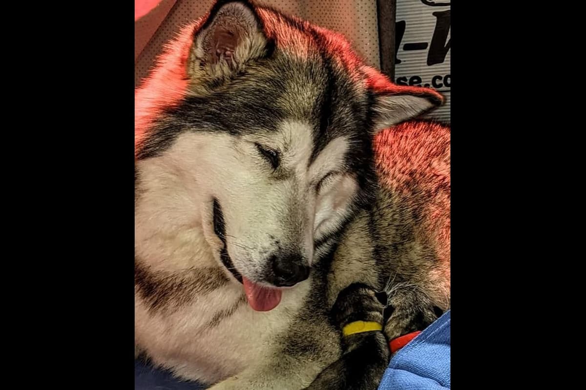Alaskan Malamute Puppies- one male available breeder image 4