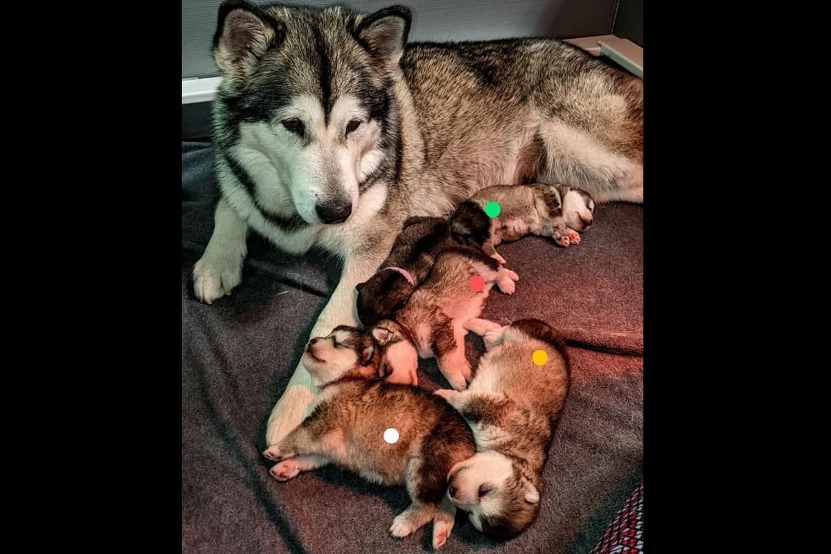 Alaskan Malamute Puppies- one male available breeder image 6