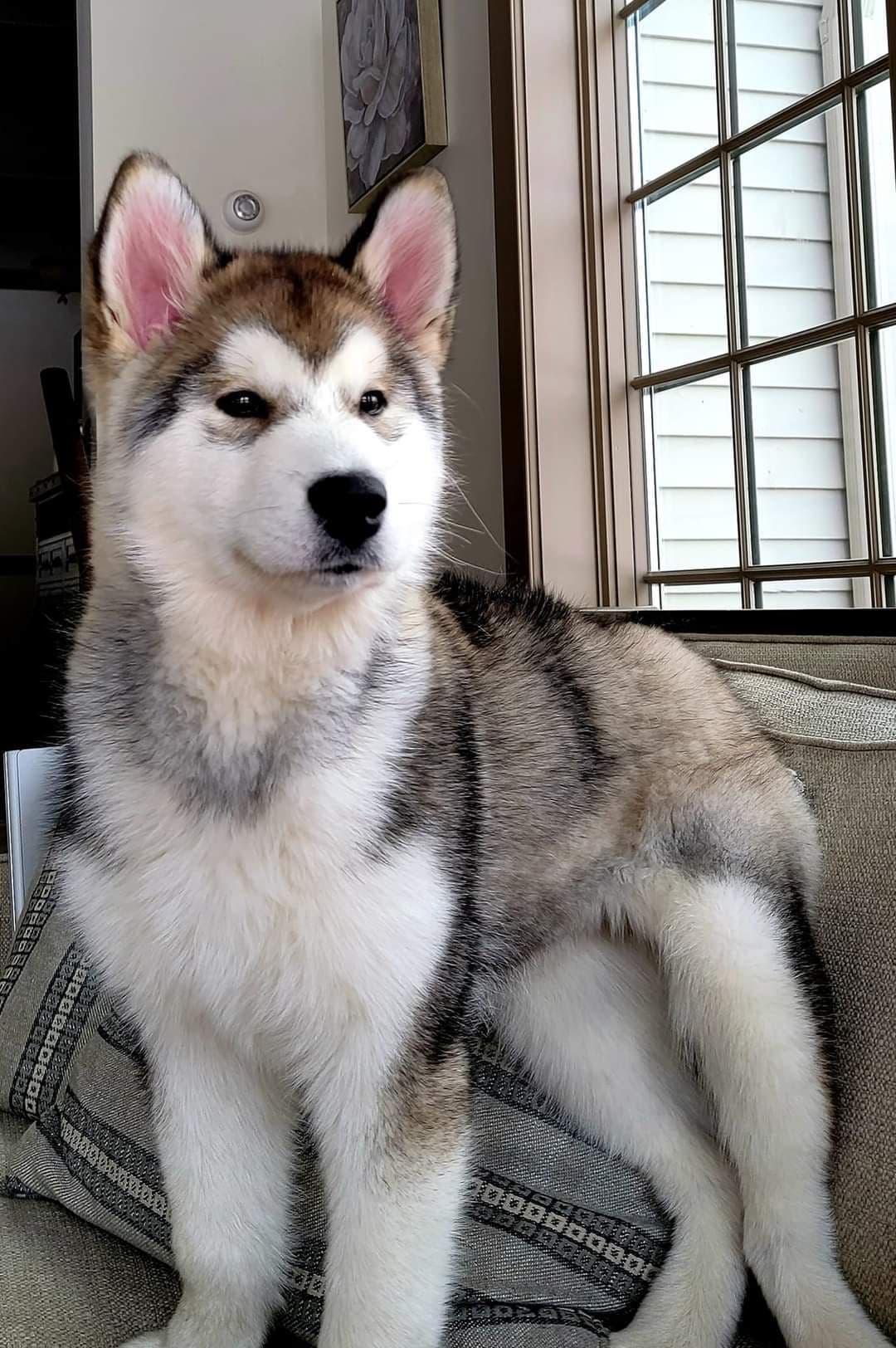 Alaskan Malamute Puppies- one male available breeder image 7