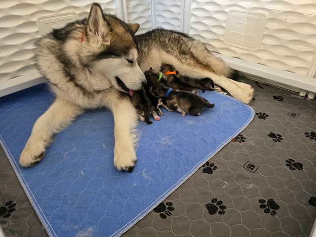 Alaskan Malamute Puppies- one male available media 4