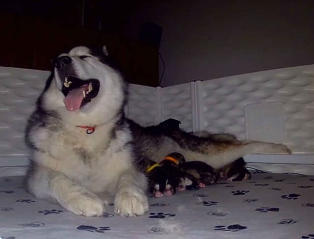 Alaskan Malamute Puppies- one male available media 5