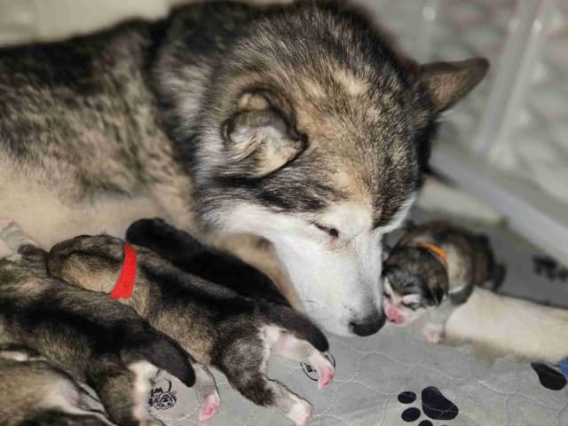 Alaskan Malamute Puppies- one male available media 6