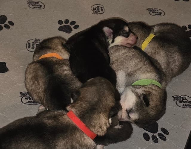 Alaskan Malamute Puppies- one male available media 7