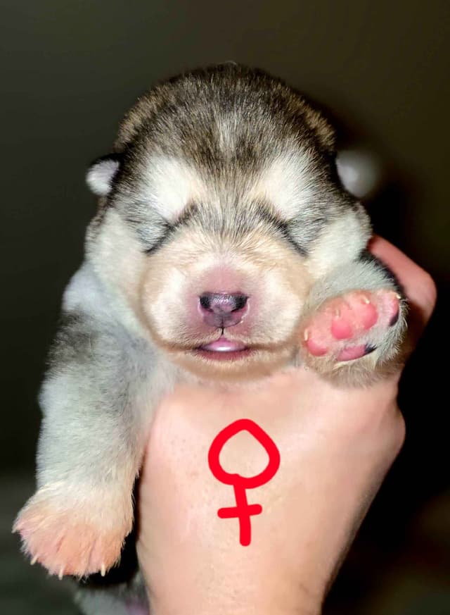 Alaskan Malamute Puppies- one male available media 9