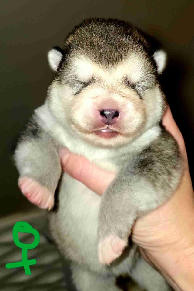 Alaskan Malamute Puppies- one male available media 10