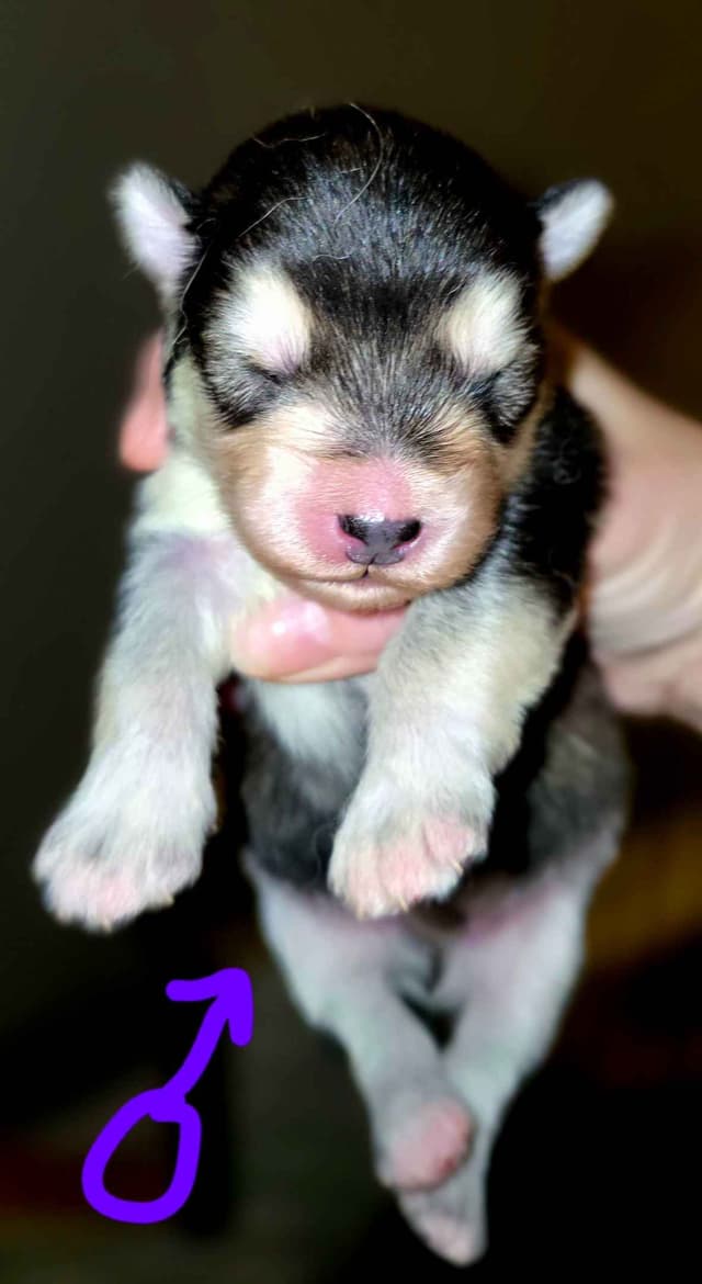 Alaskan Malamute Puppies- one male available media 12