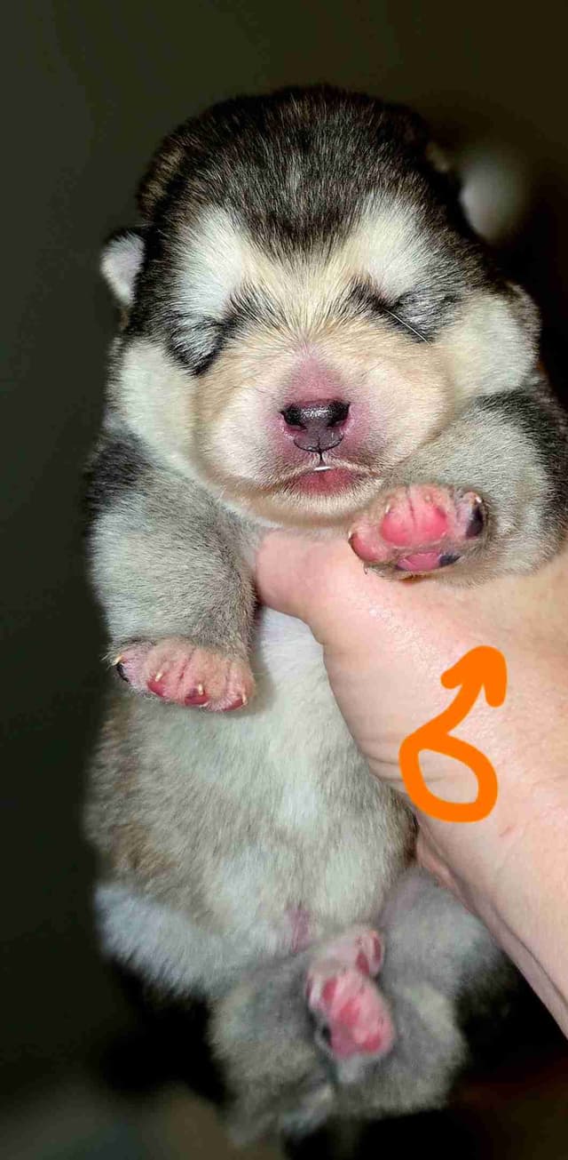 Alaskan Malamute Puppies- one male available media 11