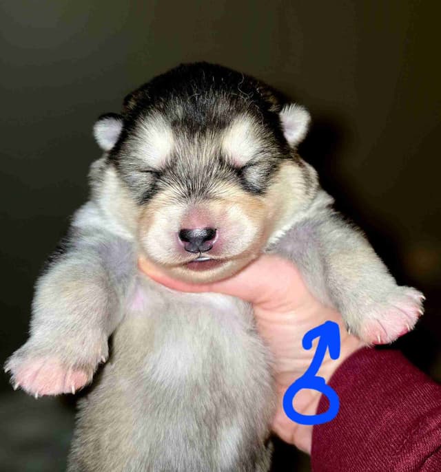 Alaskan Malamute Puppies- one male available media 13