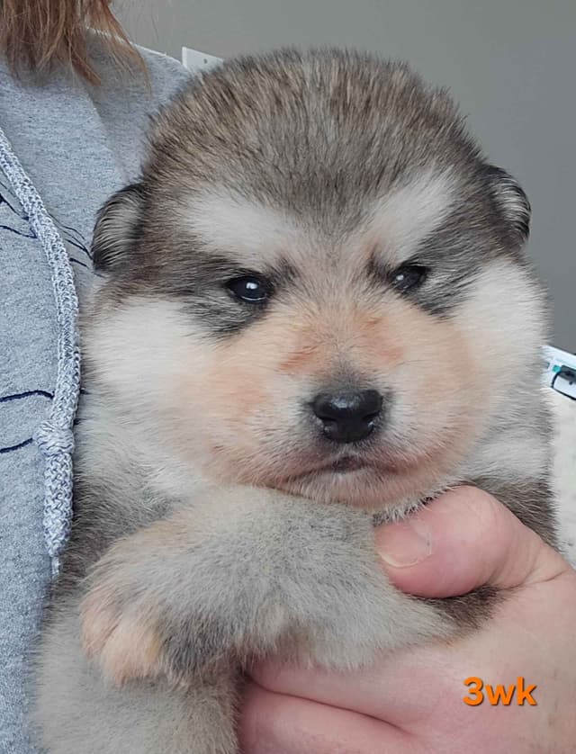 Alaskan Malamute Puppies- one male available media 14