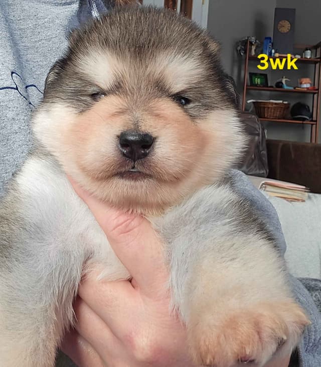 Alaskan Malamute Puppies- one male available media 15