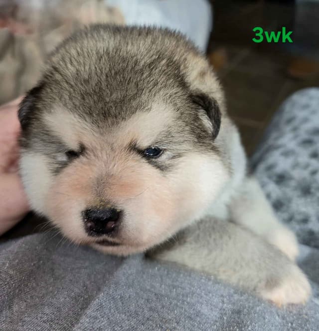 Alaskan Malamute Puppies- one male available media 16