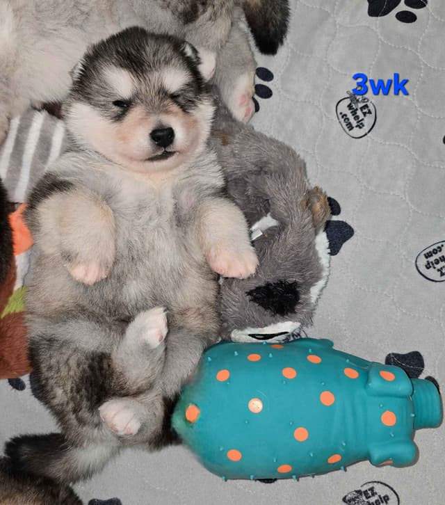 Alaskan Malamute Puppies- one male available media 17