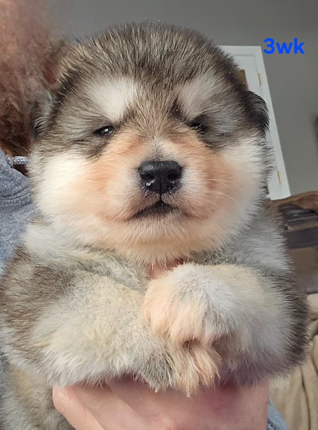 Alaskan Malamute Puppies- one male available media 18