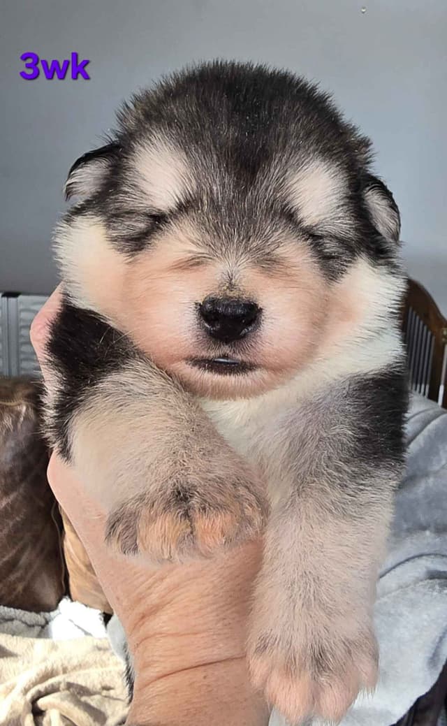 Alaskan Malamute Puppies- one male available media 19