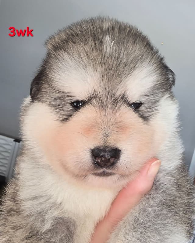 Alaskan Malamute Puppies- one male available media 20