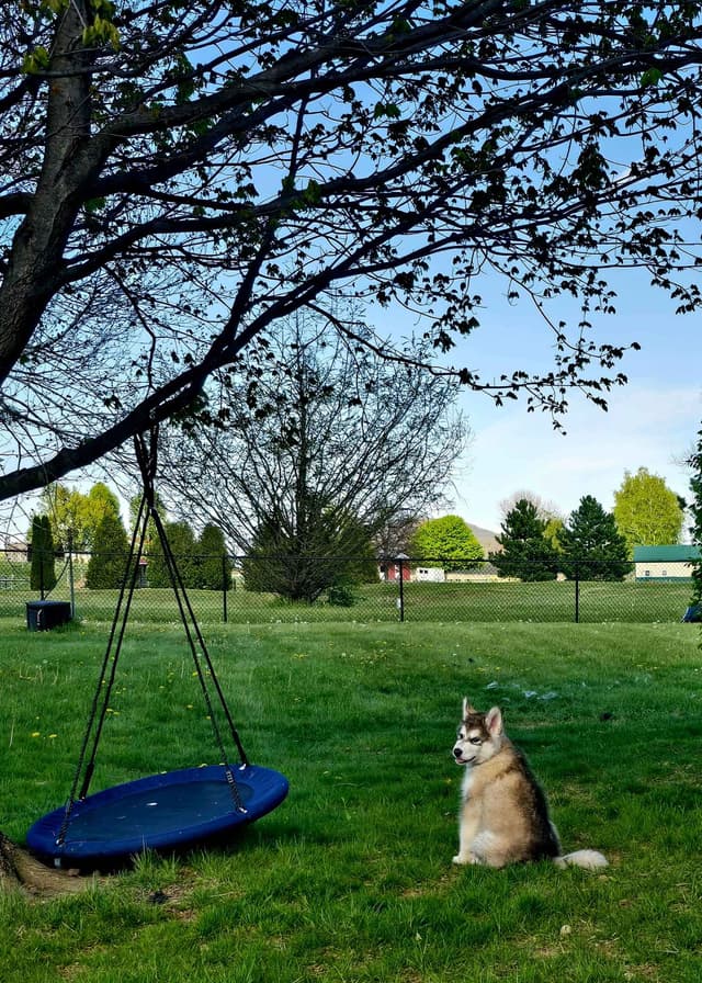 Alaskan Malamute Puppies- one male available media 22