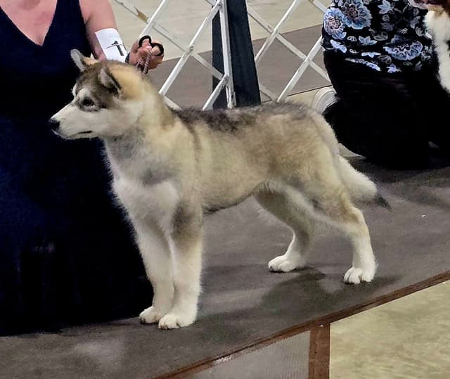 Alaskan Malamute Puppies- one male available media 2