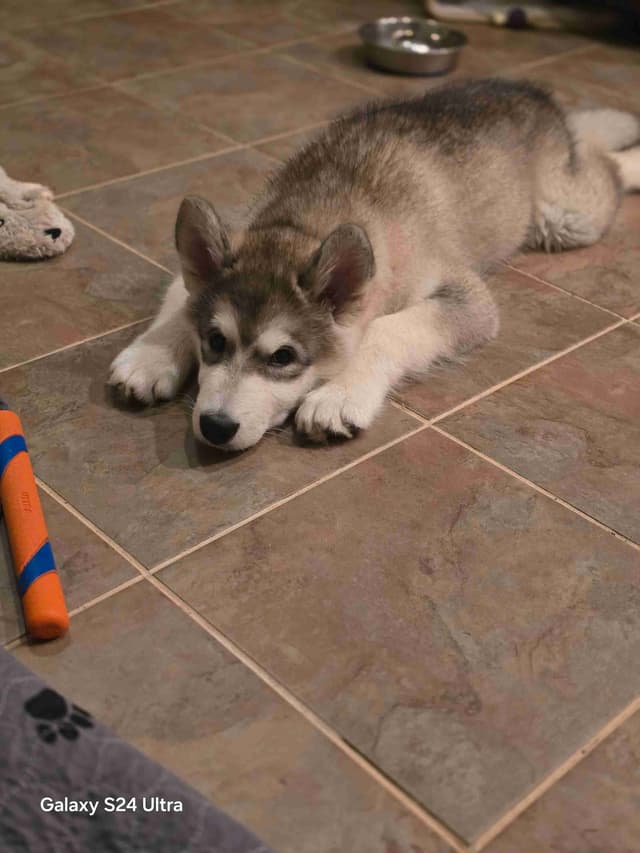 Alaskan Malamute Puppies- one male available media 3
