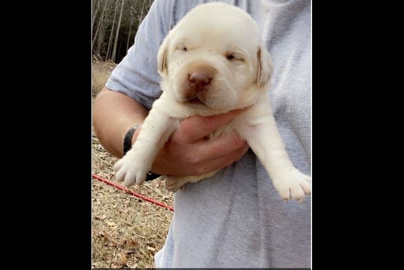Labrador Retriever Puppies breeder image 2