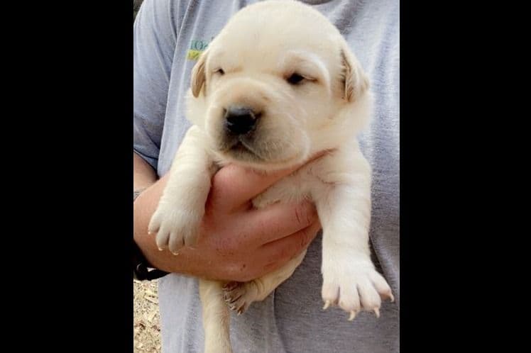 Labrador Retriever Puppies breeder image 3