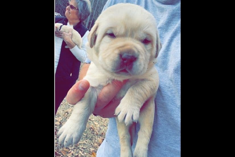 Labrador Retriever Puppies breeder image 4