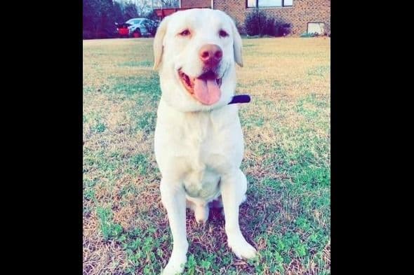 Labrador Retriever Puppies breeder image 5