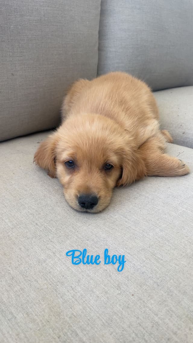 Golden Retriever Puppies media 2