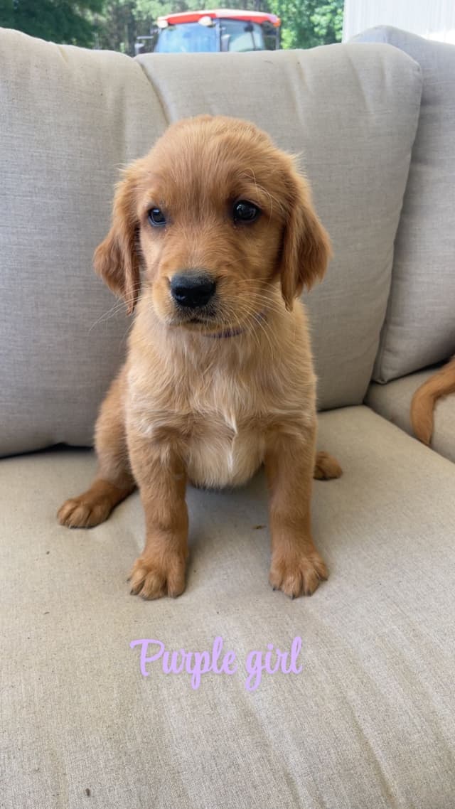 Golden Retriever Puppies media 3