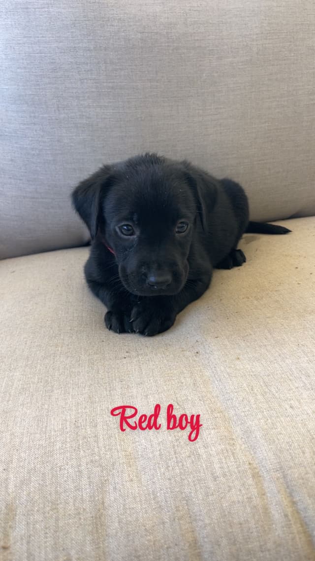 Labrador Retriever Puppies media 2