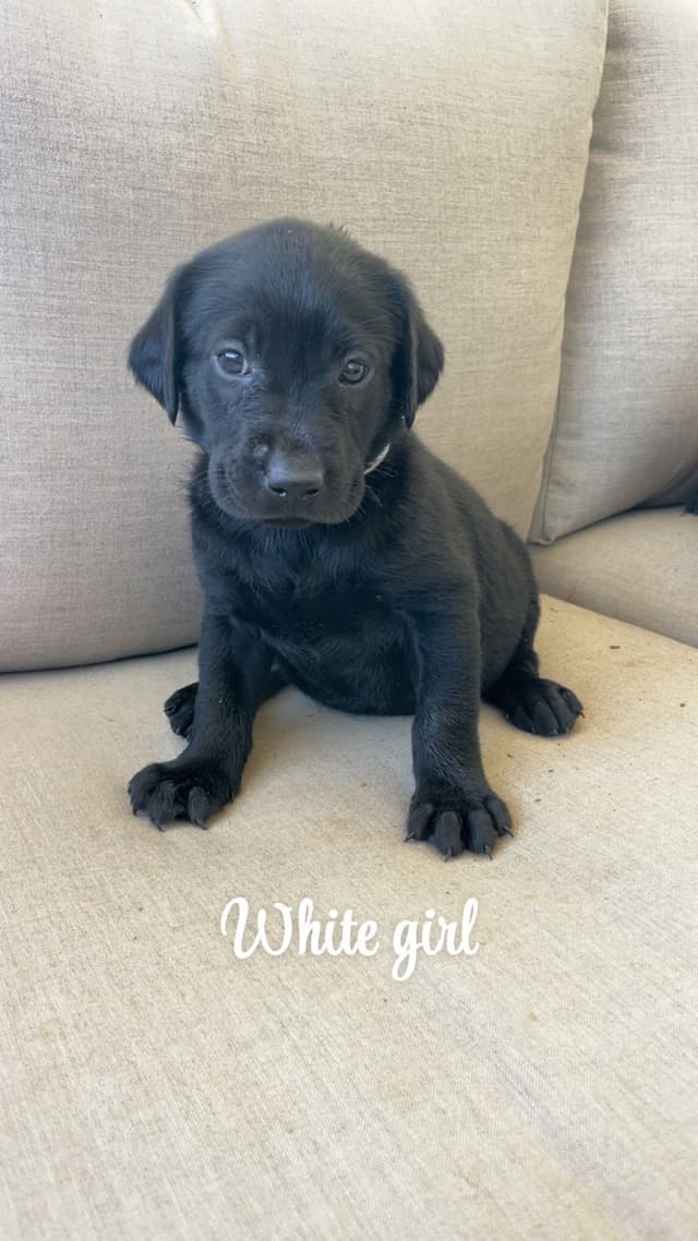 Labrador Retriever Puppies media 3