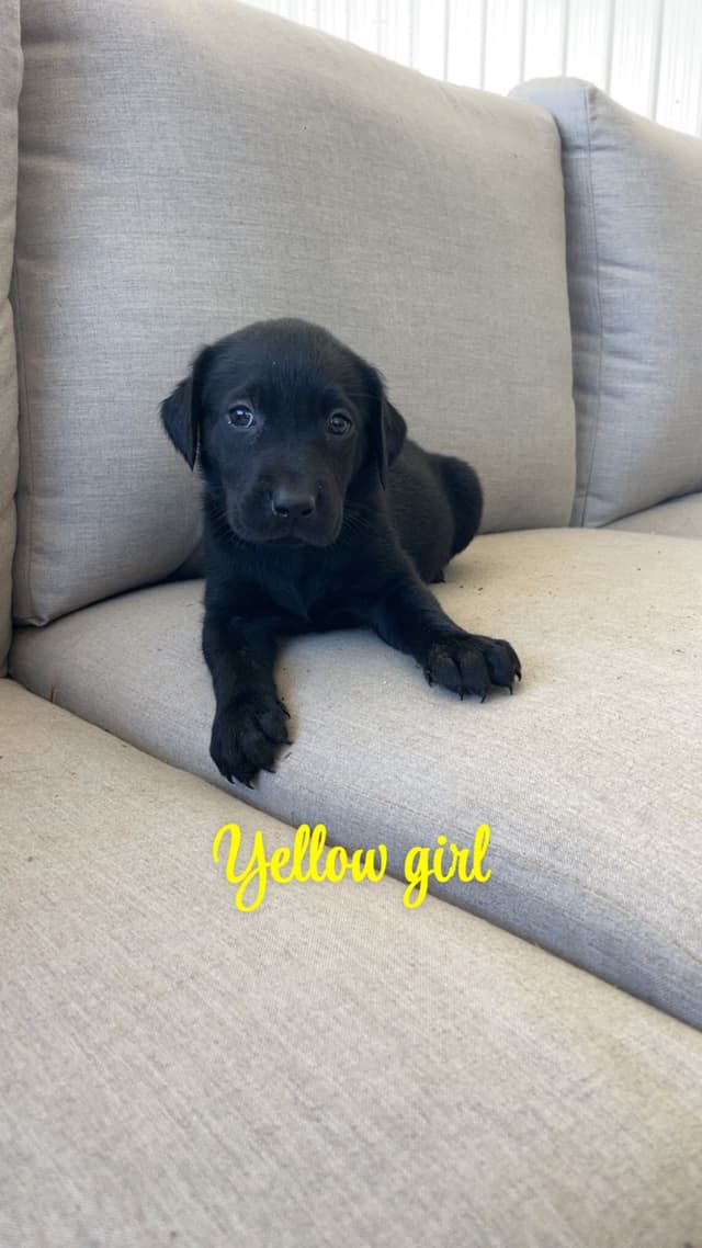 Labrador Retriever Puppies media 4