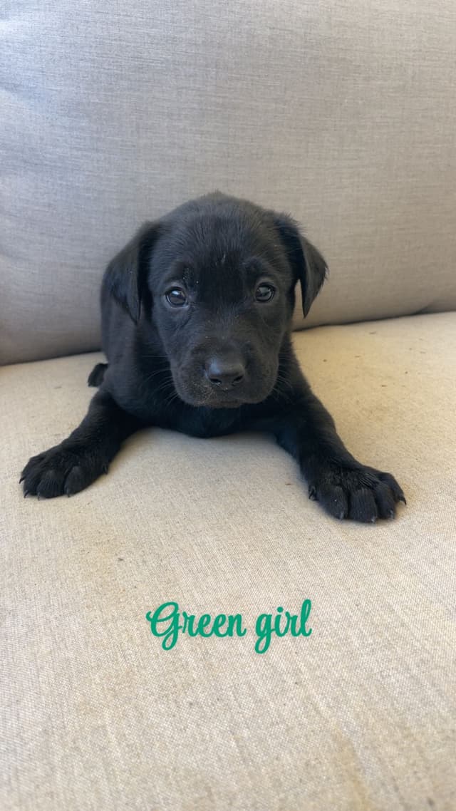 Labrador Retriever Puppies media 5