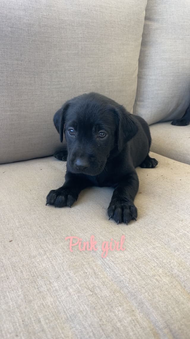 Labrador Retriever Puppies media 6