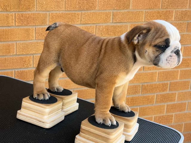 Bulldog Puppies media 3