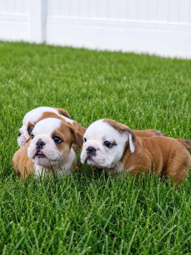 Bulldog Puppies media 4