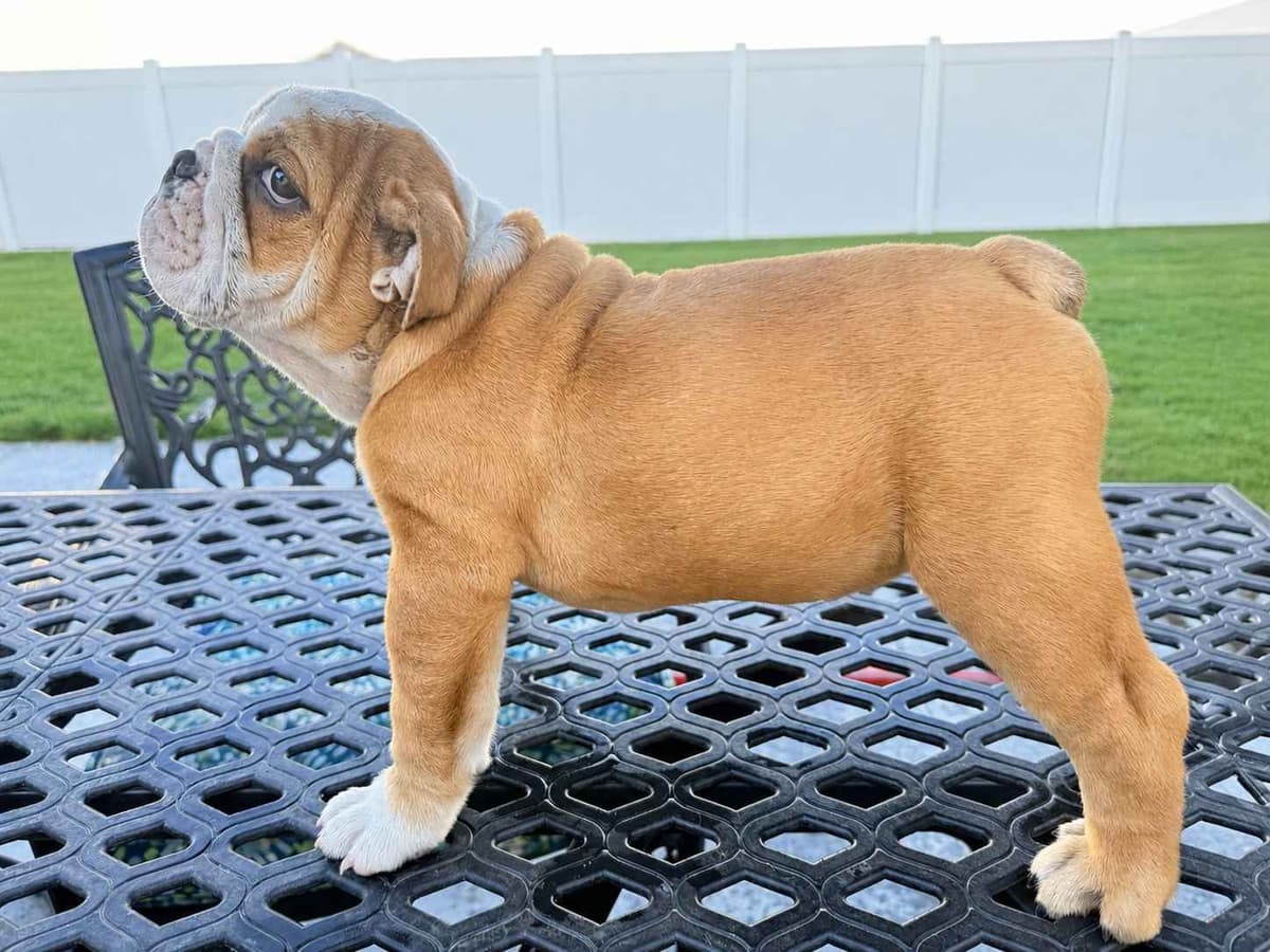 Bulldog Puppies breeder image 1