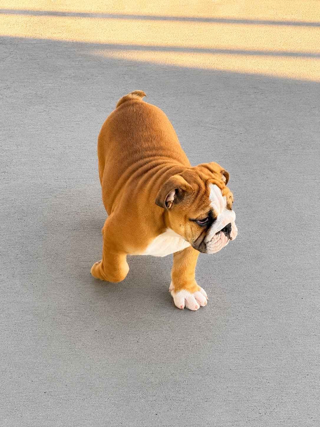 Bulldog Puppies breeder image 2