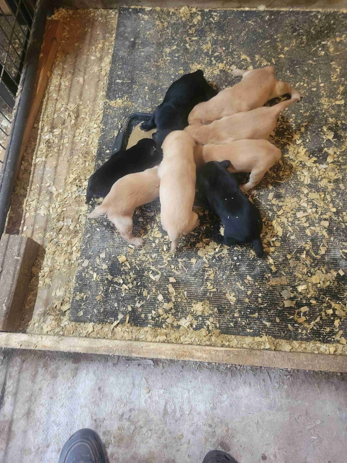 Labrador Retriever Puppies breeder image 1