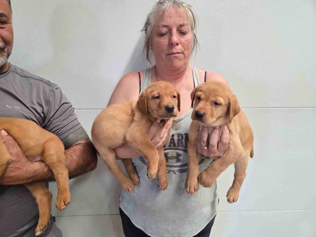 Labrador Retriever Puppies media 2